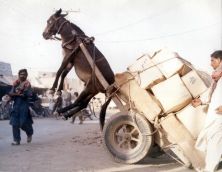 Haga click para ver la imagen ampliada burro no puede mas.jpg